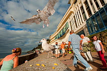 Herring gull (Larus argentatus) swooping down to feed on chips in a busy seaside resort, France