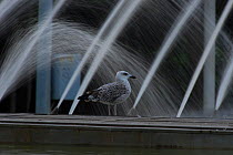 Herring gull (Larus argentatus) on a fountain.