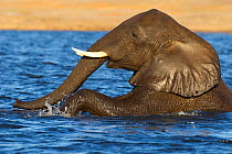 African elephant (Loxodonta africana) swimming. Botswana