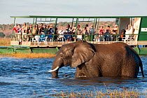 African elephant (Loxodonta africana) wading in water with a group of tourists on a riverboat, watching in the background. Botswana
