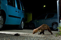 Beech marten (Martes foina) walking between parked cars at night. Switzerland
