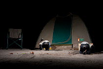 Two Ratels / Honey badgers (Mellivora capensis) in a tourist camp at night. Botswana