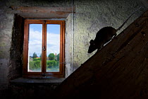 House mouse (Mus musculus) walking down sloping beam in light from a window. Switzerland. Captive, May. Property released