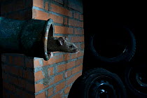 House mouse (Mus musculus) emerging from pipe in garage, at night, Captive. Switzerland