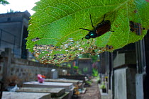 Garden Foliage / Chafer Beetle (Phyllopertha horticola) on leaf in graveyard, Paris, France