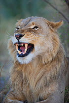 African Lion (Panthera leo) head portrait of juvenile male snarling and baring teeth in display of aggression, Chobe National Park, Khawai, Botswana, Southern Africa