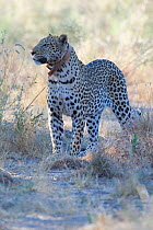 Radio collared Leopard (Panthera pardus) portrait  standing, Chobe National Park, Khawai, Botswana, Southern Africa