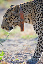 Radio collared Leopard (Panthera pardus) head portrait in profile, Chobe National Park, Khawai, Botswana, Southern Africa