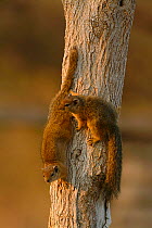 Smith's bush squirrels (Paraxerus cepapi) on tree trunk, Chobe National Park, Khawai, Botswana, Southern Africa