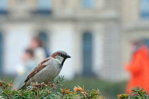 Male Common Sparrow (Passer domesticus) perched in Yew (Taxus baccata) hedge, in an urban park, Paris, France, April