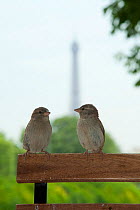 Common Sparrows (Passer domesticus) two females perched on park bench, Paris, France, June
