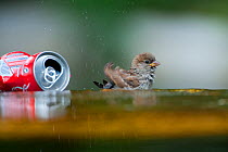 Common Sparrow (Passer domesticus) juvenile bathing next to discarded Coke can, urban park, Paris, France, June