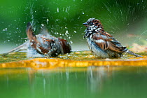Common Sparrow (Passer domesticus) two males bathing, urban park, Paris, France, June