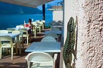 Common wall lizard (Podarcis muralis) climbing the wall of a restaurant overlooking lake, Switzerland