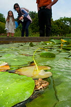 European edible frog (Rana esculenta) in urban pond with lily pads, and people observing, Paris, France, June 2010