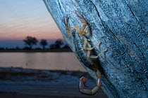Scorpion on tree trunk before sunrise, with lake behind, Chobe National Park, Botswana, Southern Africa, August