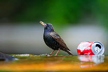 Starling (Sturnus vulgaris) drinking at edge of pond, with discarded coke can, Paris, France, June