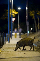 Wild boar (Sus scrofa) searching for food on a street with people watching nearby. Barcelona, Spain