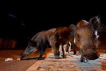 Urban Wild boar (Sus scrofa) searching for food in on the streets at night, Barcelona, Spain, August