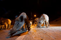 Group of Wild boars (Sus scrofa) searching for food at night on a street in Barcelona, Spain