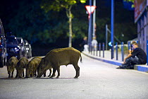 Young man watches Wild boar family (Sus scrofa) searching for food on a street in Barcelona, Spain