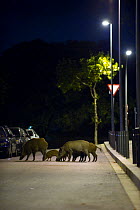 Group of adult and young Wild boars (Sus scrofa) searching for food on a street in Barcelona, Spain