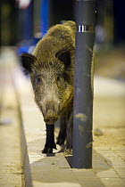 Wild boar (Sus scrofa) standing by a lamppost at night in Barcelona, Spain