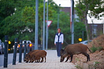 Urban Wild boar (Sus scrofa) searching for food in Barcelona, Spain