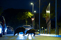 Adult and young Wild boars (Sus scrofa) searching for food at night on a street in Barcelona, Spain