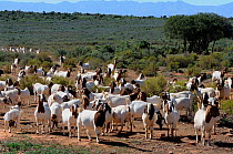 Domestic Goats (Capra hircus) in succulent karoo habitat, near Oudtshoorn, Little karoo, South Africa, August 2010