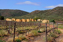 Vineyard and workers houses. McGregor, Little Karoo, South Africa, August 2010
