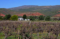Mons Ruber vineyard Estate, DeRust, Little Karoo, South Africa, August 2010