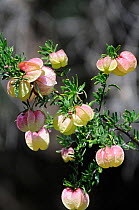 Chinese Lanterns / Klapperbos (Nymania capensis) near DeRust, Little karoo, South Africa, September
