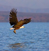 African Fish eagle (Haliaeetus vocifer) carrying freshly caught fish, Lake Baringo, Great Rift Valley, Kenya, Africa.