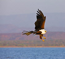African Fish eagle (Haliaeetus vocifer) hunting for fish, Lake Baringo, Great Rift Valley, Kenya, Africa.