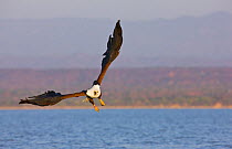 African Fish eagle (Haliaeetus vocifer) hunting for fish, Lake Baringo, Great Rift Valley, Kenya, Africa.