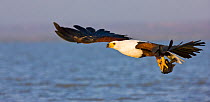 African Fish eagle (Haliaeetus vocifer) hunting for fish, Lake Baringo, Great Rift Valley, Kenya, Africa
