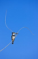 Pied kingfisher (Ceryle rudis) perched on a branch, Lake Baringo, Great Rift Valley, Kenya, Africa