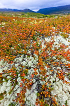 Tundra vegetation with reindeer moss in autumn, Dovrefjell NP, Norway, September 2008