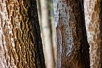 Close up of bark of White poplar tree (Populus alba) Donana NP, Huelva, Andalucia, Spain