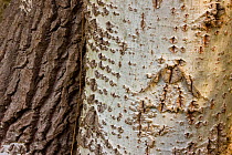 Close up of bark of White poplar tree (Populus alba) Donana NP, Huelva, Andalucia, Spain