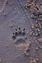 Badger (Meles meles) track in sand, Donana NP, Andalucia, Spain