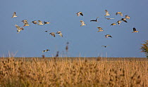 Flock of Black crowned night heron (Nycticorax nycticorax) flying over wetlands, Donana NP, Andalucia, Spain, March 2008