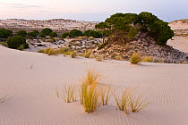 Sand dunes in the Donana NP, Huelva, Andalucia, Spain, March 2008