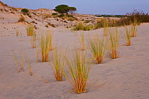 Marram grass (Ammophila arenaria) growing on the sand dunes in the Donana NP, Huelva, Andalucia, Spain, March 2008
