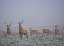 Red deer (Cervus elaphus) herd of stags and hinds in frozen landscape, Salburua Park, Alava, Spain, November