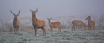 Red deer (Cervus elaphus) herd of stags and hinds in frozen landscape, Salburua Park, Alava, Spain, November