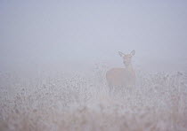 Red deer (Cervus elaphus) hind in frozen landscape, Salburua Park, Alava, Spain, November