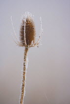 Common teasel (Dipsacus fullonum) covered in frost, Spain, November