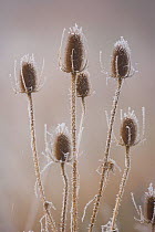 Common teasel (Dipsacus fullonum) covered in frost, Spain, November